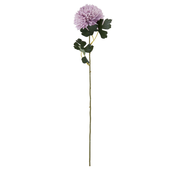 Chrysanthemum Stem