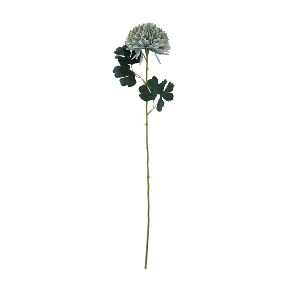 Chrysanthemum Stem