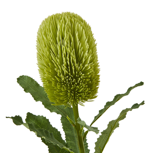 Green Banksia Serrata Stem