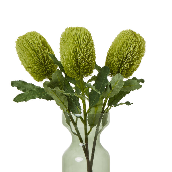 Green Banksia Serrata Stem