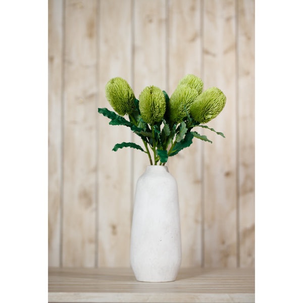 Green Banksia Serrata Stem