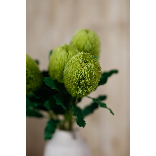 Green Banksia Serrata Stem