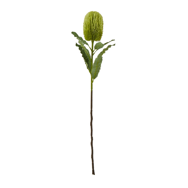 Green Banksia Serrata Stem