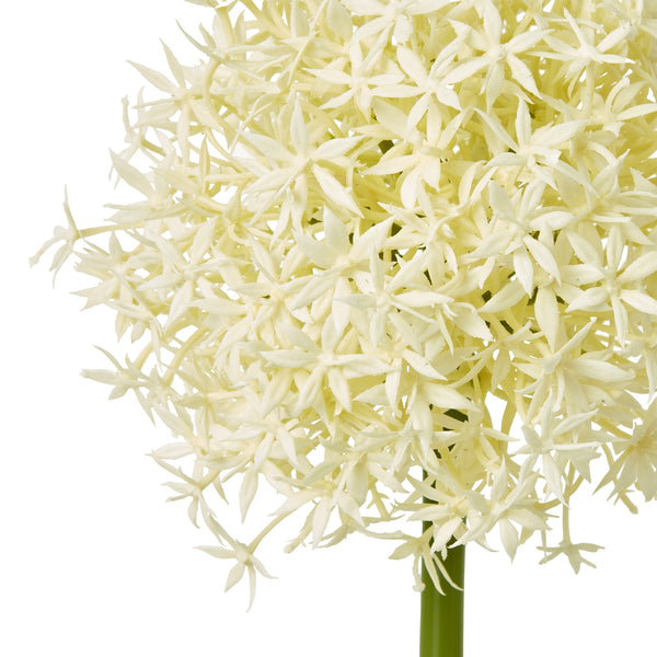 Cream Allium Stem