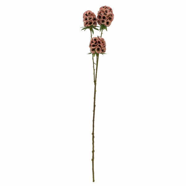 Scabiosa Stellata - Pink 61cm 12PK - Brambles Gift Shop