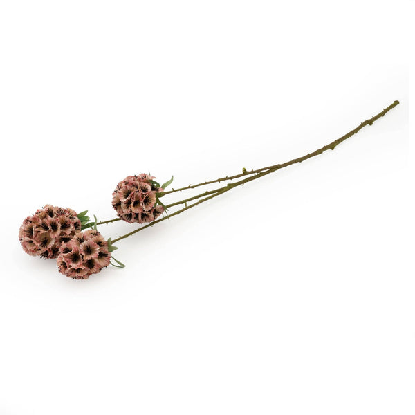 Scabiosa Stellata - Pink 61cm 12PK - Brambles Gift Shop