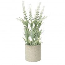White And Purple Lavender In Stone Effect Pot - Brambles Gift Shop