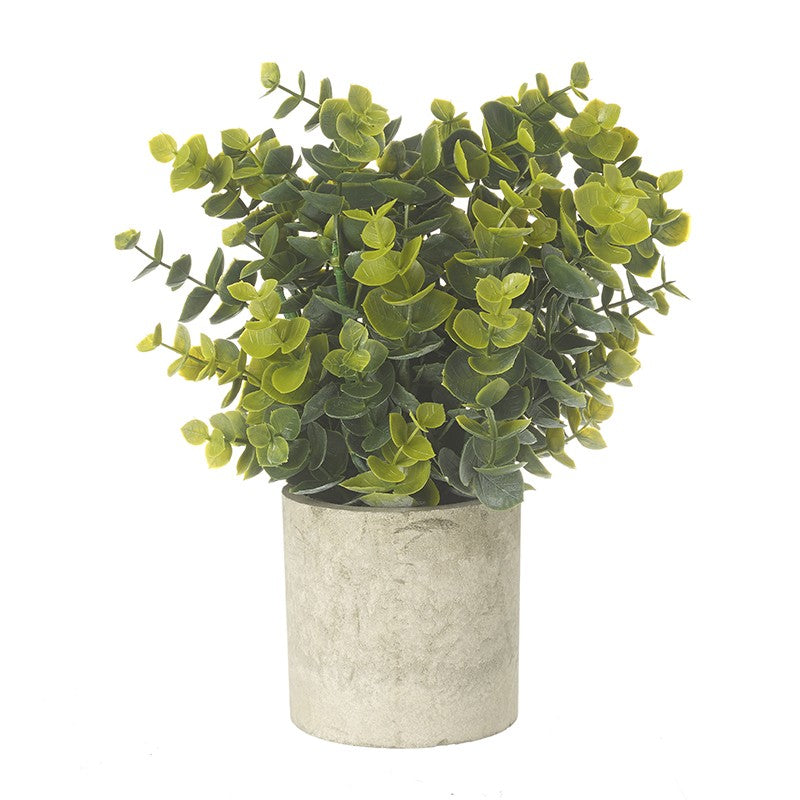 Eucalyptus Plant In A Pot - Brambles Gift Shop