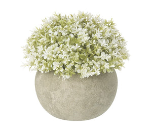 Small White Plant In A Pot - Brambles Gift Shop