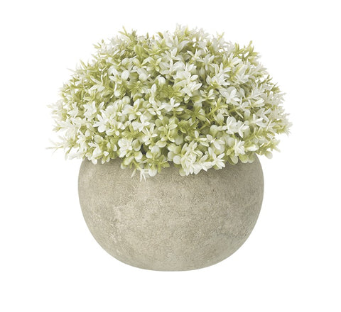 Small White Plant In A Pot - Brambles Gift Shop