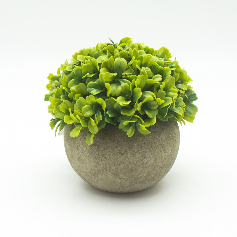 Small Green Plant In A Pot - Brambles Gift Shop