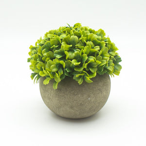 Small Green Plant In A Pot - Brambles Gift Shop
