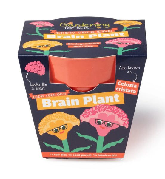 Grow Your Own Brain Plant (Celosia)