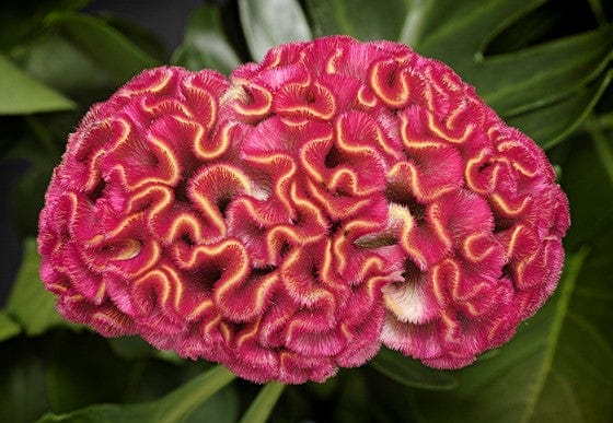 Grow Your Own Brain Plant (Celosia)