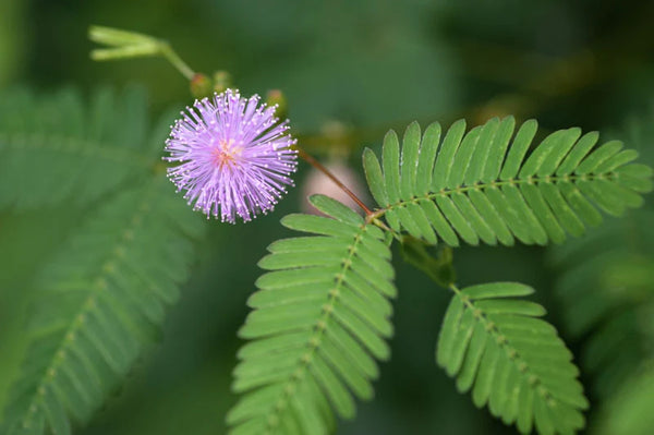 Grow Your Own Dancing Plant