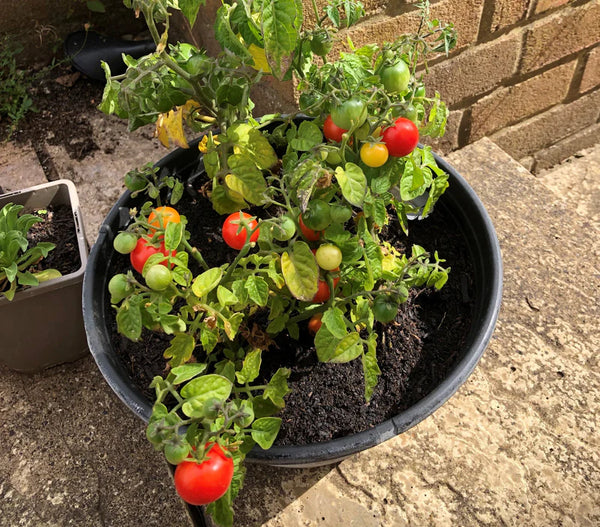 Mini Greenhouse Kit