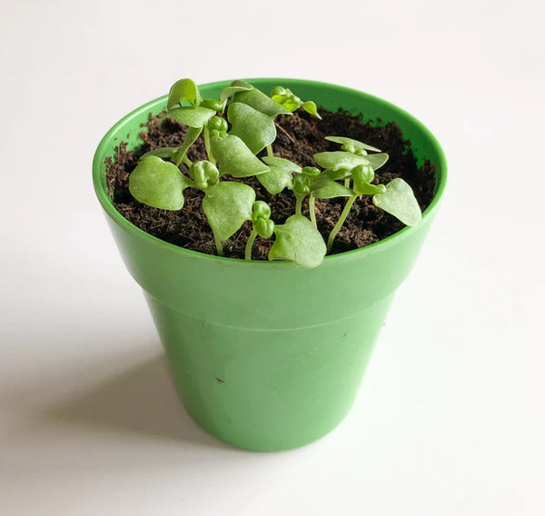 Grow Your Own Pizza Toppings