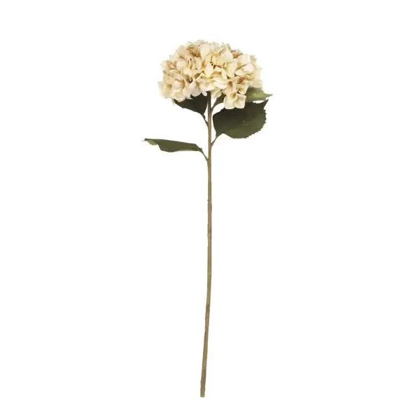 Hydrangea Stem