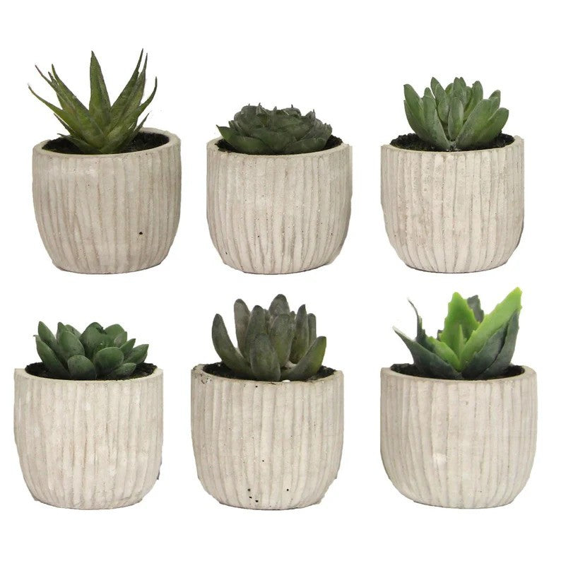Potted Mini Succulent