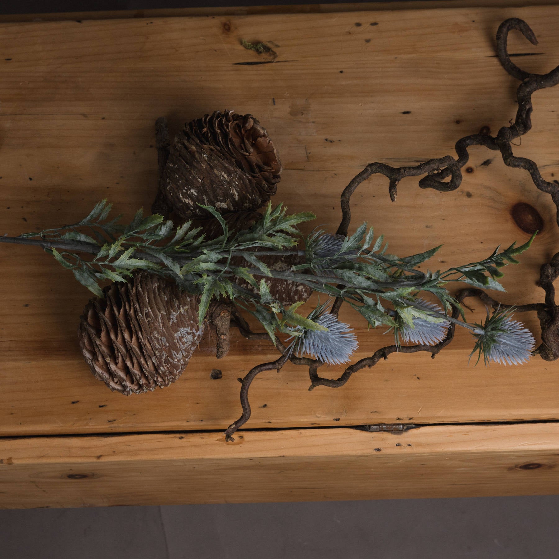 Eryngium Blue Thistle - Brambles Gift Shop