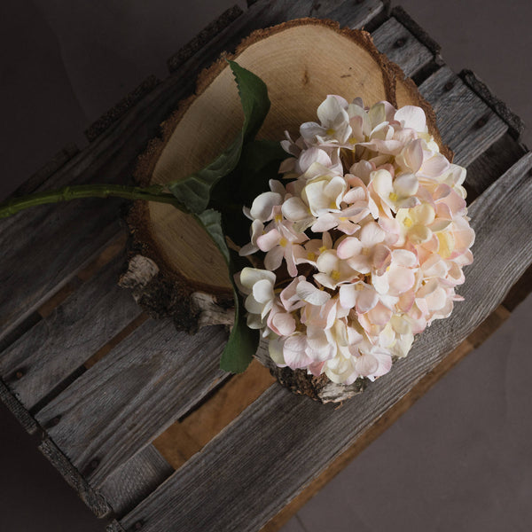 Autumn White Hydrangea - Brambles Gift Shop