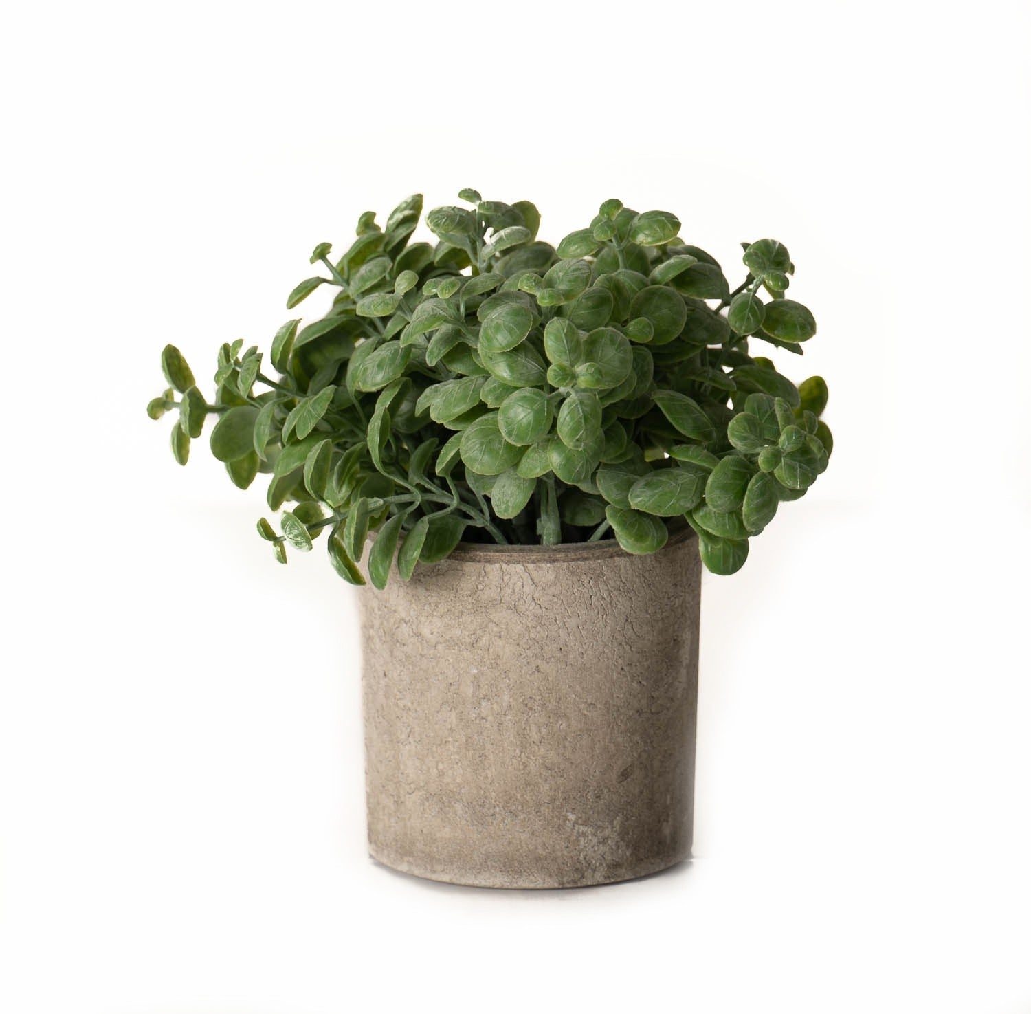 Basil Plant In Stone Effect Pot - Brambles Gift Shop