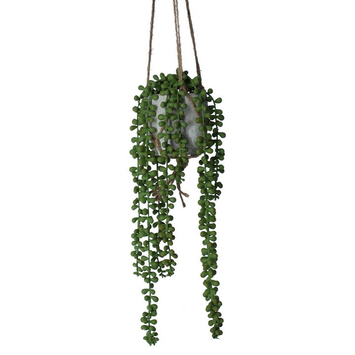 String of Pearls Mini Hanging Plant - Brambles Gift Shop