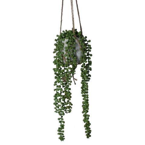 String of Pearls Mini Hanging Plant - Brambles Gift Shop