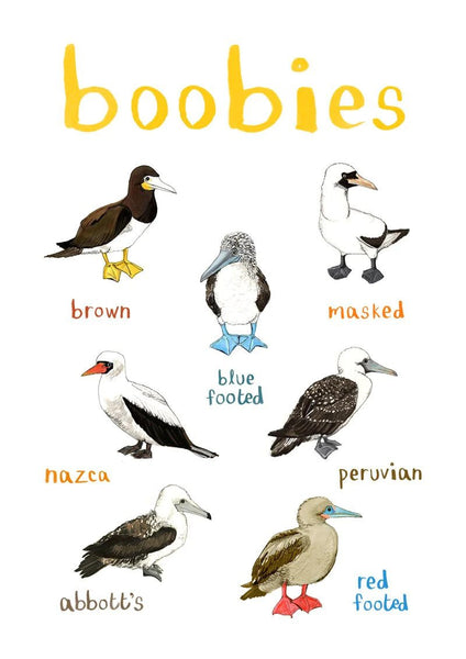 Boobies A4 Print - Brambles Gift Shop