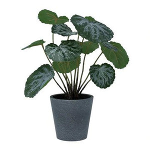 Faux Saxifraga Plant in a Pot - Brambles Gift Shop