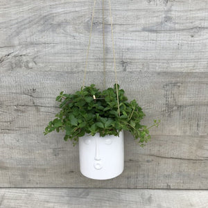 White Face Hanging Pot Cover - Brambles Gift Shop